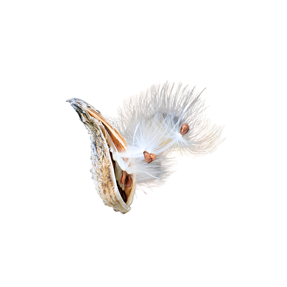 Milkweed Can